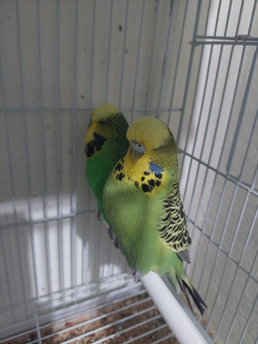 Canari ,pescarusi japonezi și 1 pereche perusi standard
