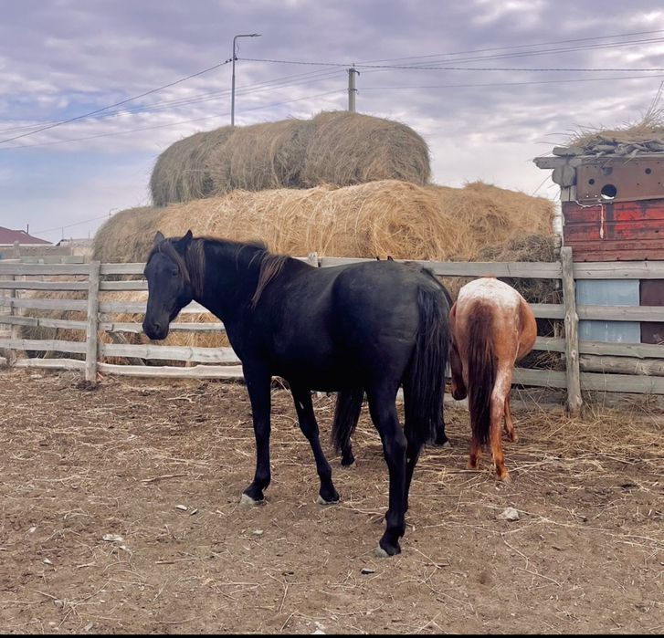 Сатылады немесе басына бас айғыр айырбасқа