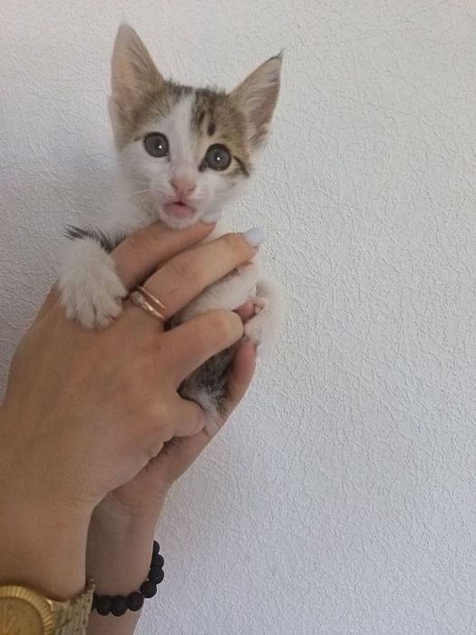 Отдам котёнка в хорошие руки
