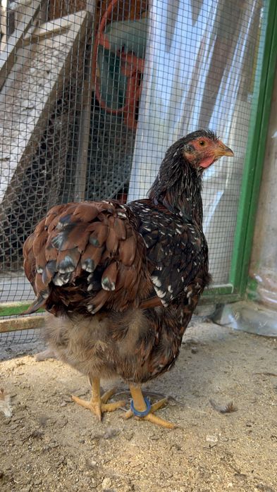 Oua Wyandotte Wiandotte Portelan precomenzi trimit in tara