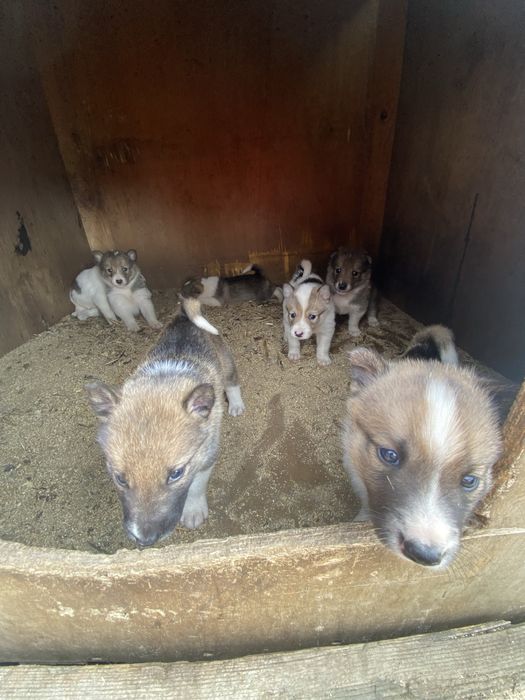 Продам щенки лайки