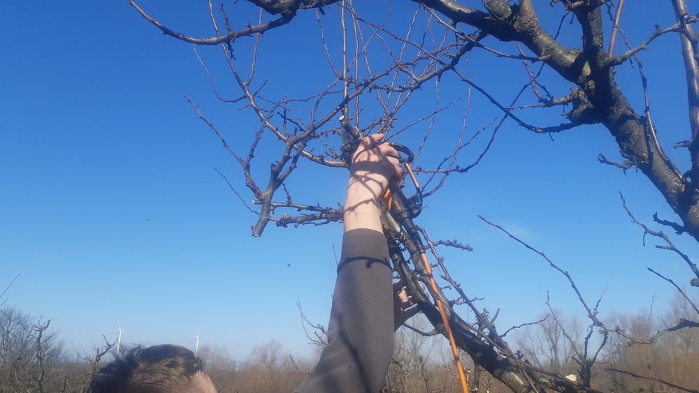 Taieri pomi fructiferi Tai pomi