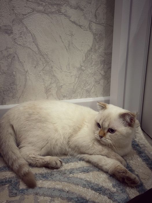 отдам кошку даром