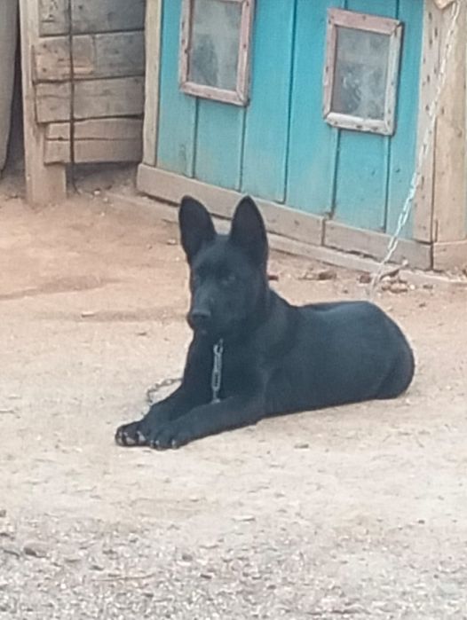 Немецкий овчарка