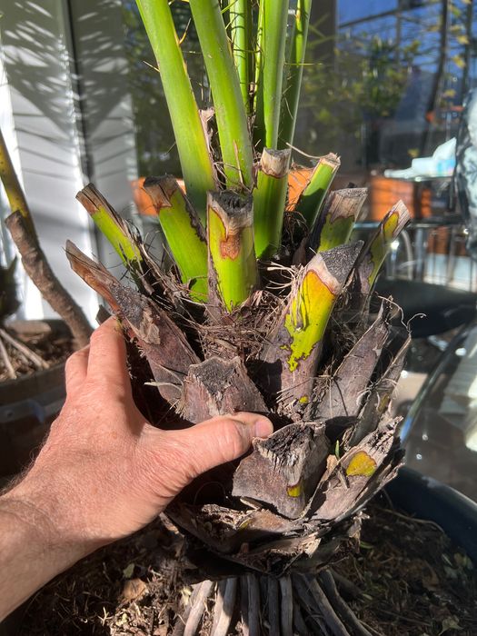 Палми - Финикови и вашинктония