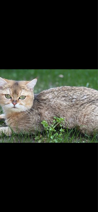 Продается кошка, шиншилла скоттиш страйт