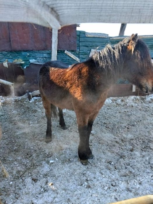 Продам лошадей акжарский район ащиколь