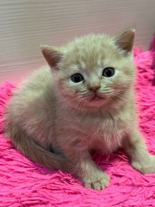 Продам котят бриташки