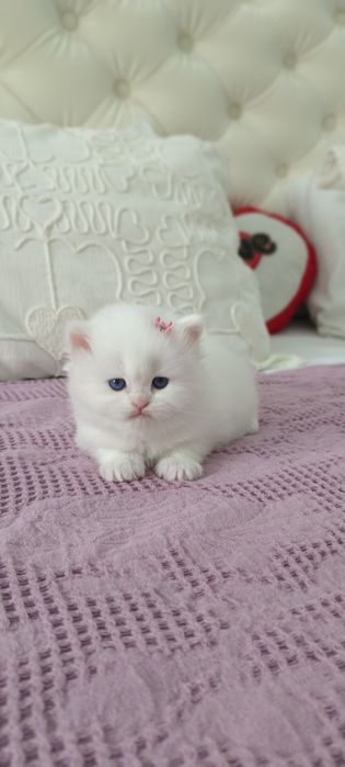 Продаю котят шиншилла