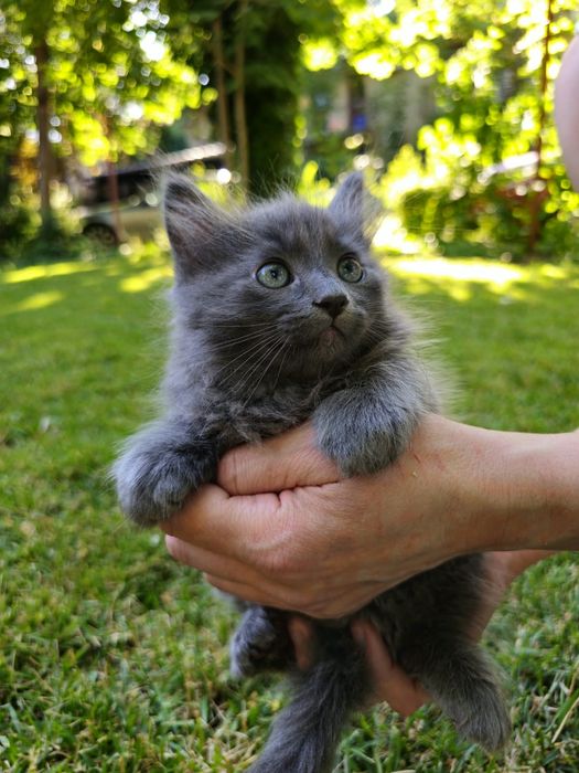 Pui Nebelung -Albastru de Rusia cu blana medie  2 luni