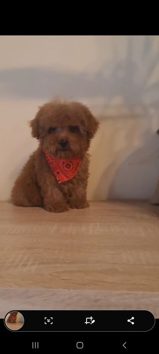 Caniche pitic/Pudel pitic