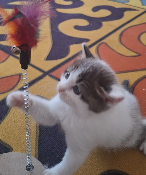 Отдам котят у хорошие руки