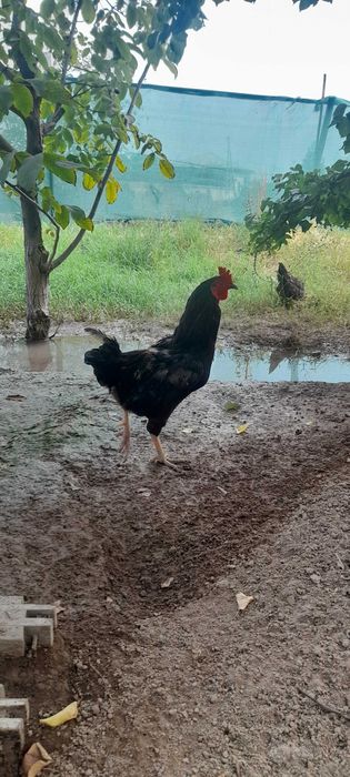 Jaydari HOROZla sotiladi soglom