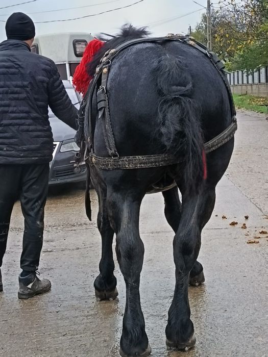 Vând sau schimb armăsar de 3 ani!