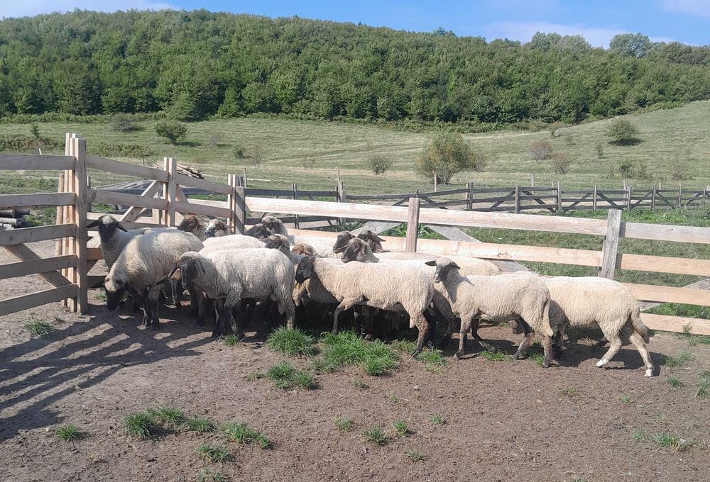 Vând oi  ( mieluțe )