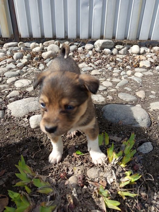 Щенки звонки в добрые руки!