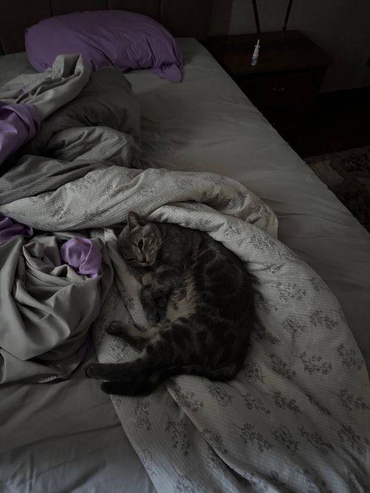 Отдадим котика, бесплатно.
