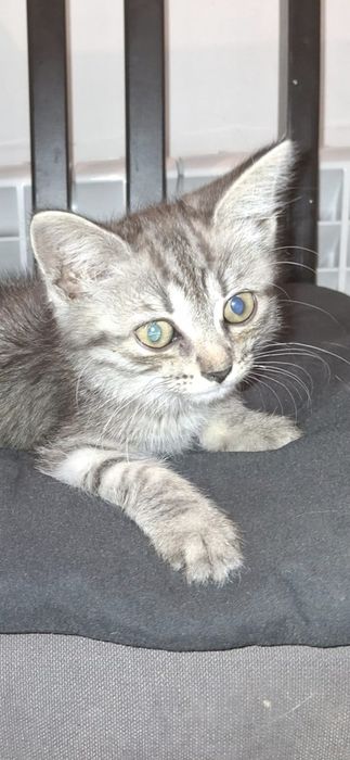 Котята бесплатно