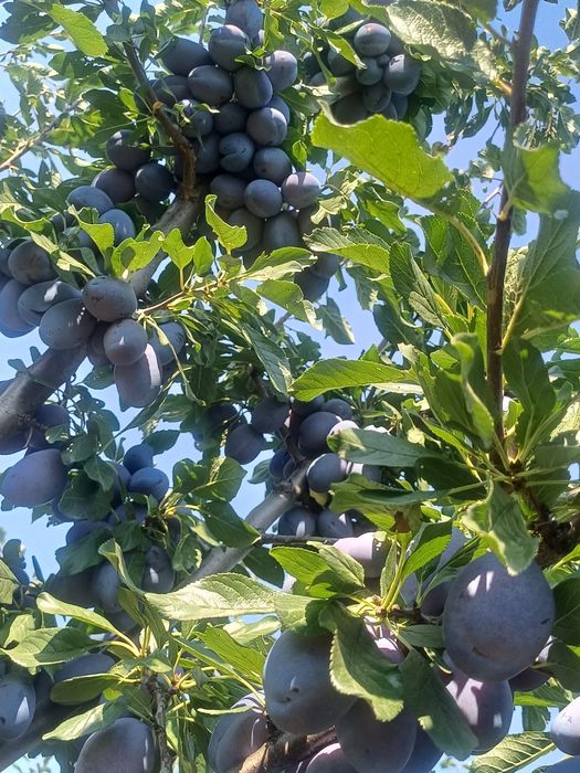 Prune de vanzare STANLEY