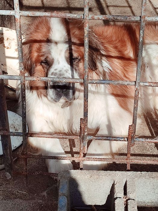 Щенки Московская сторожевая