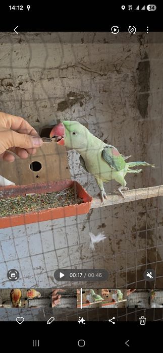 Aleksandra va prirura sotiladi ruchnoy