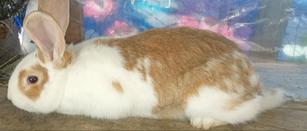 Vând o pereche de iepuri