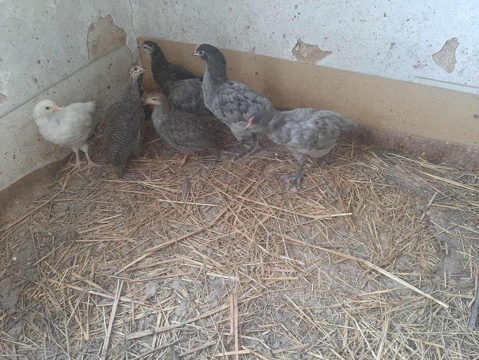 Продавам пилета Амераукана 16дневни