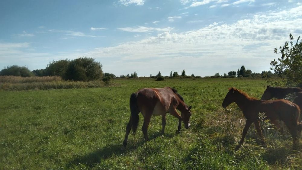 Продам кобылу 4 года