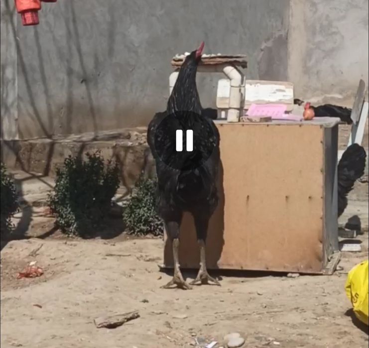 Gegant qora shaxzoda tuxumlari bor rasmdigi ota onalari