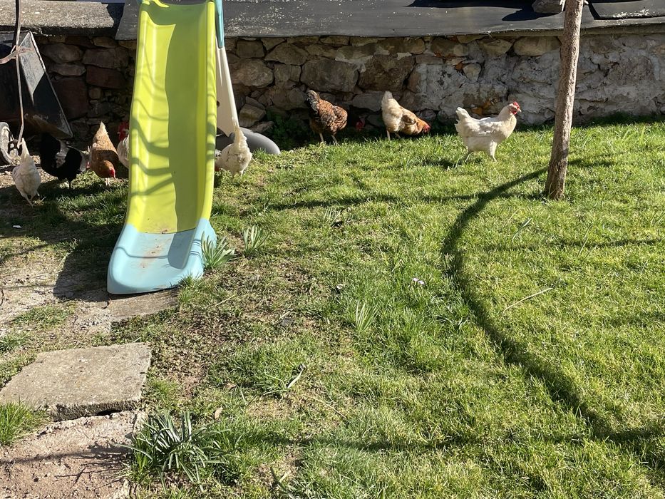 Домашни яйца от кокошки