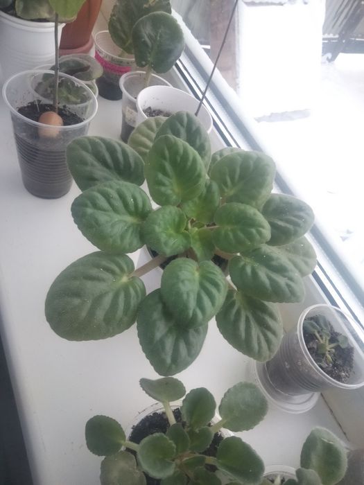 Продам фиалки сорт Поль баньян