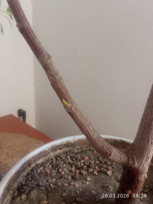 Продам шикарный Фикус