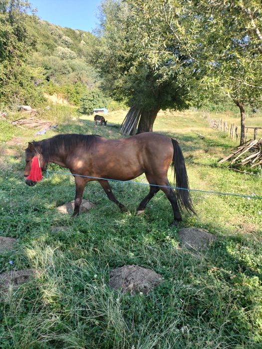 Vând măgari,cai și taur.