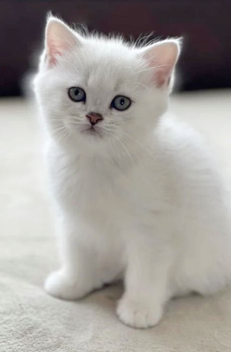 Котята.ОчароВатеЛьные -бриташки