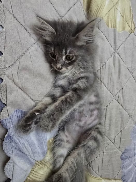 Мальчик, 1,5 месяца бесплатно