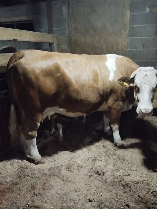 Vând junincă la prima fătare