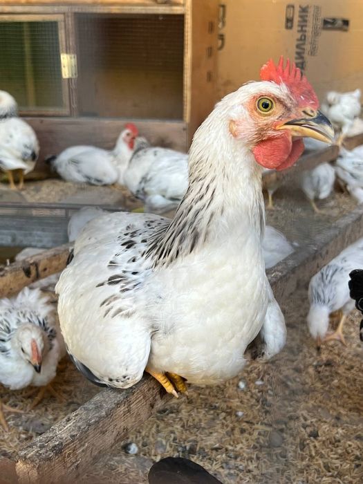 Adler xorozlari sotiladi