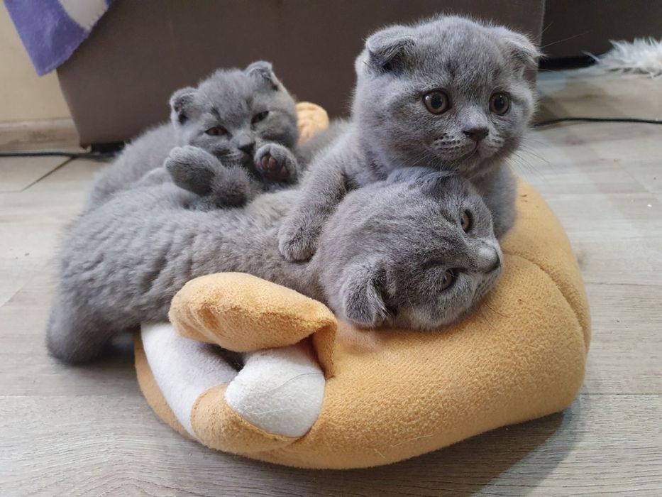Шотлански късокосмести котенца