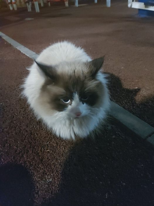 Найден кот Алматы