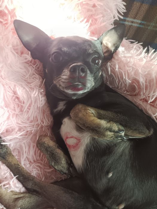 Пропала собака русский той терьер  прошу помогите