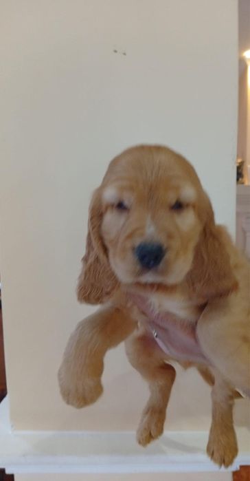 Cocker spaniel auriu