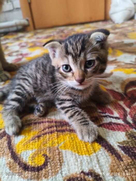Милые котята ищат любящих родителей!!