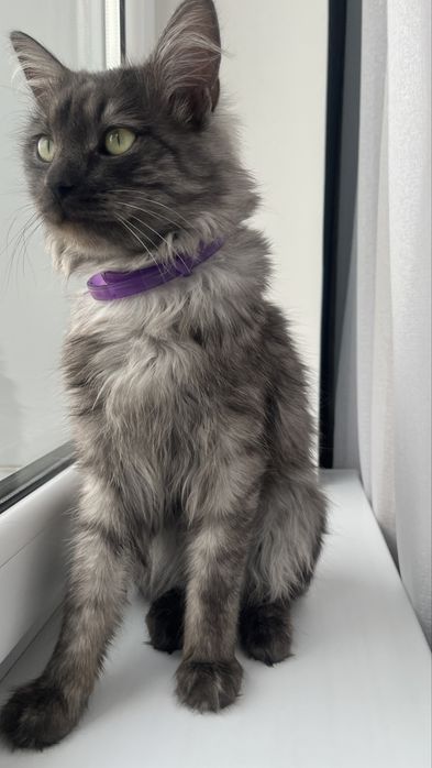 Котик в добрые руки