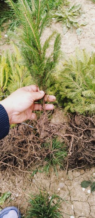 Puieți salcâm frasin fag carpen ulm plop mesteacăn brad molid Tei arin