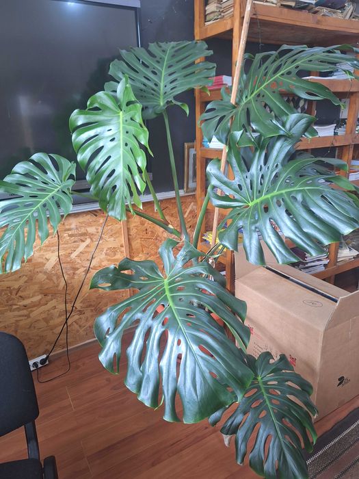 Flori mari- Philodendron, Colocasia și Crăciuniță