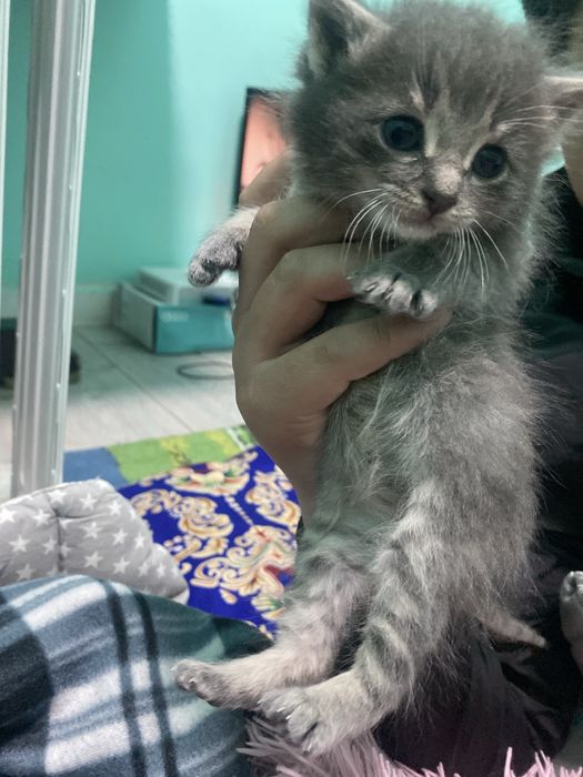 Британски кошкии