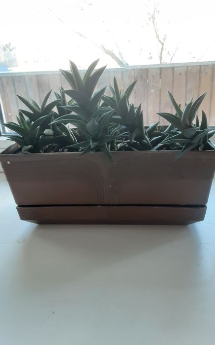 Комнатные растения