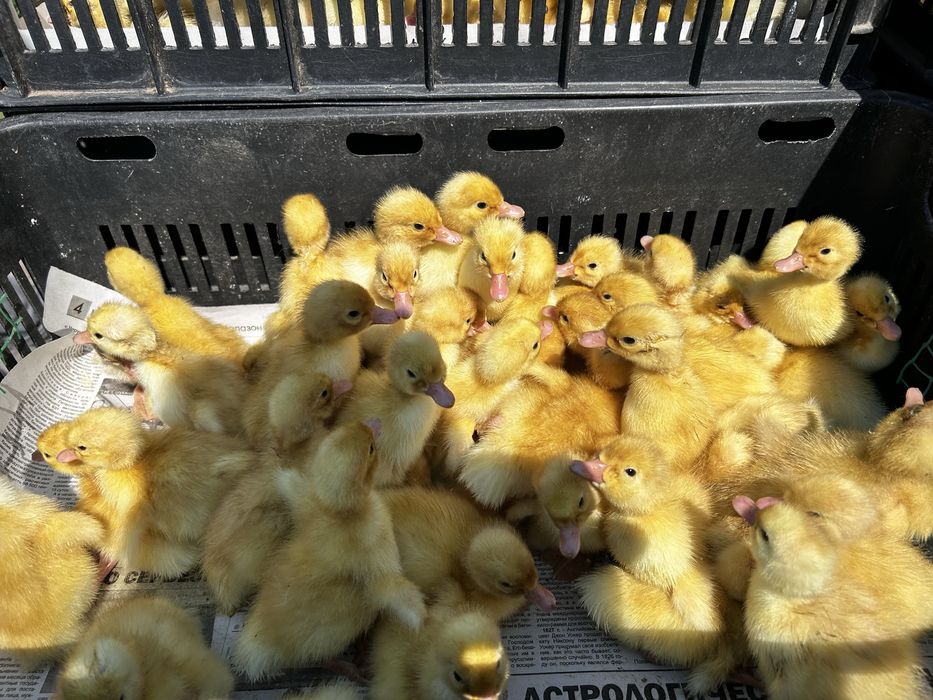 Продам утят разных возрастов