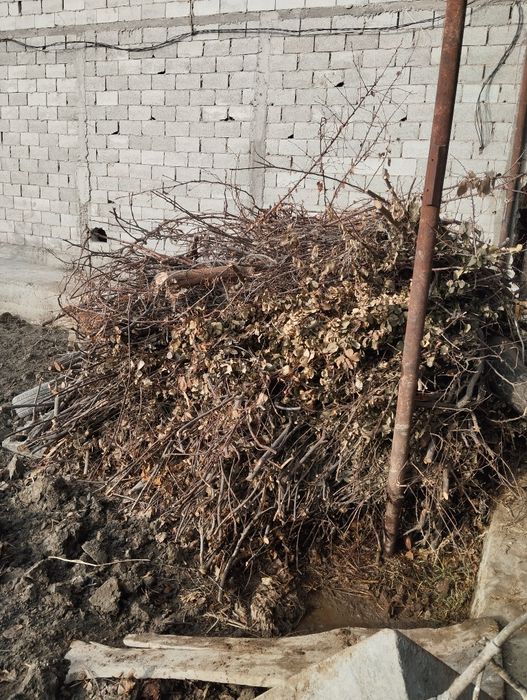 Quruq oʻtin sotiladi narxi kelishiladi