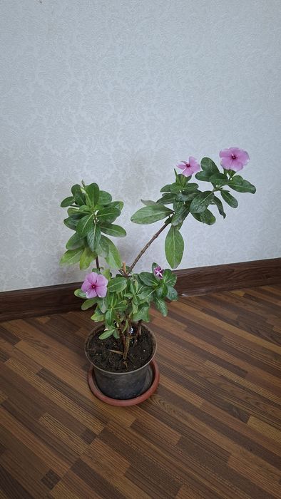 Комнатные цветы, цена за все